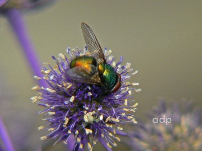 Greenbottle (Lucilia caesar) Alan Prowse